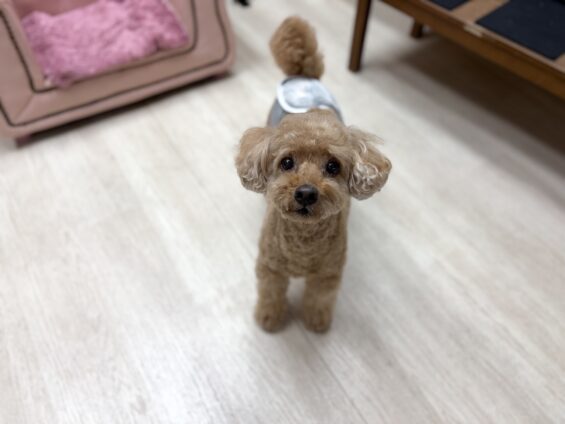 ヌーノクラブ 犬のペットホテル 東京 中野区 フリースペースでのびのび お預かり中 トイプードルのモップ