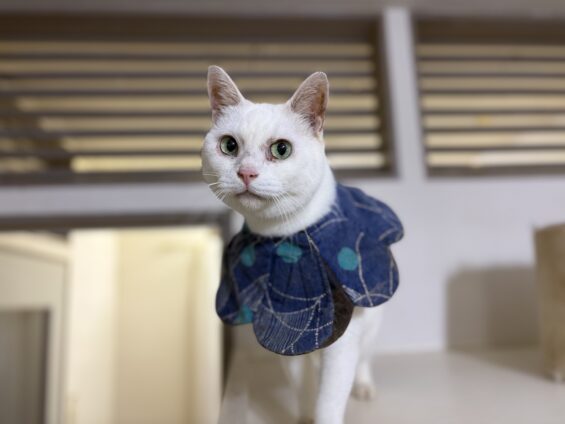 ヌーノクラブ 猫専用ペットホテル 都内 中野区 フリースペースでのびのび お預り中の猫ちゃん ミックスの姫