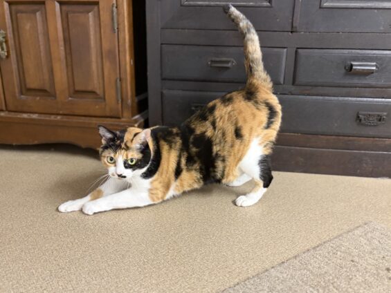 ヌーノクラブ 猫専用ペットホテル 都内 中野区 フリースペースでのびのび お預り中の猫ちゃん ミックスのむぎ