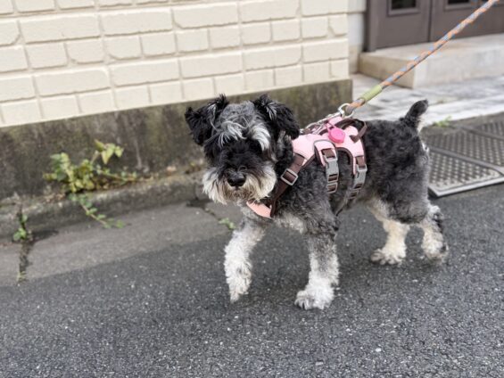 ヌーノクラブ 犬のペットホテル 東京 中野区 フリースペースでのびのび お預かり中 ミニチュアシュナウザーのもずく