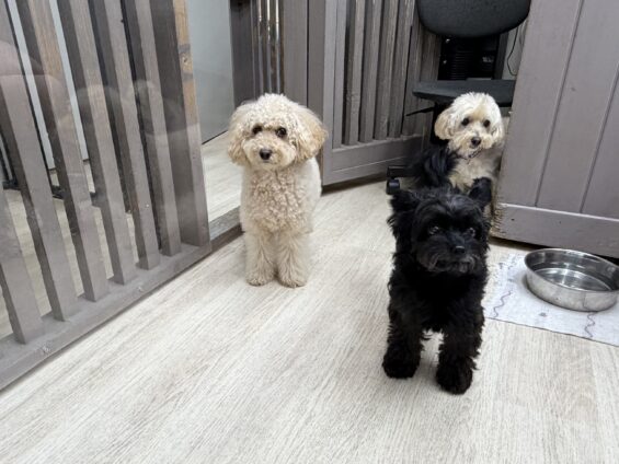 ヌーノクラブ 犬のペットホテル 東京 中野区 フリースペースでのびのび お預かり中 トイプードルのモコちゃん、チワプーのルン