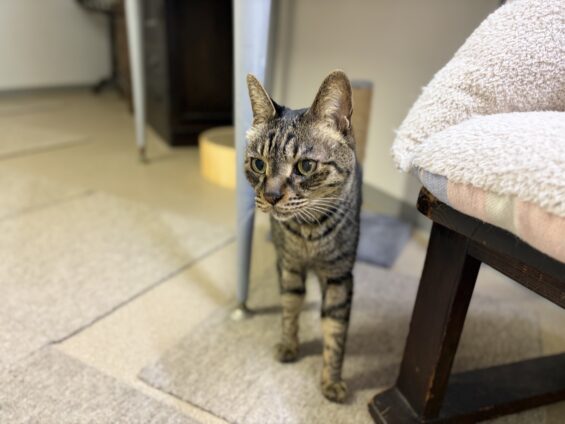 ヌーノクラブ 猫専用ペットホテル 都内 中野区 フリースペースでのびのび お預り中の猫ちゃん キジトラのリク