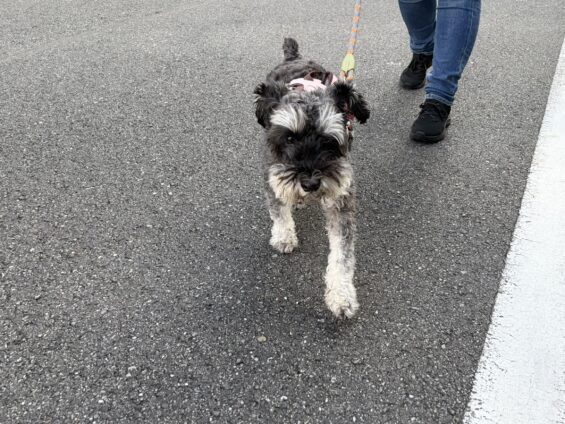 ヌーノクラブ 犬のペットホテル 東京 中野区 フリースペースでのびのび お預かり中 ミニチュアシュナウザーのもずく