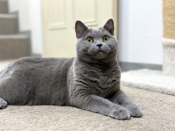 ヌーノクラブ 猫専用ペットホテル 都内 中野区 フリースペースでのびのび お預り中の猫ちゃん シャルトリューのあを
