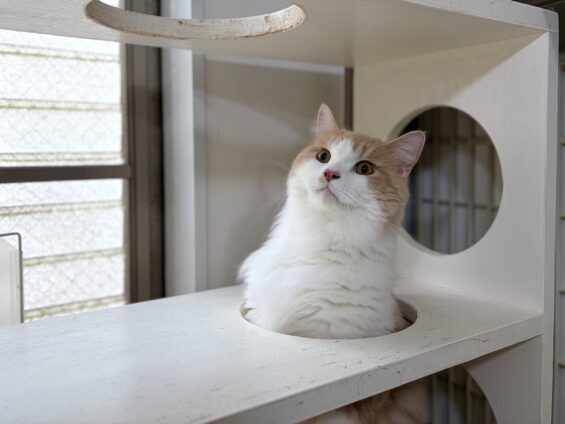 ヌーノクラブ　猫専用ペットホテル　都内　中野区　フリースペースでのびのび　お預り中の猫ちゃん　ラガマフィンのマロン
