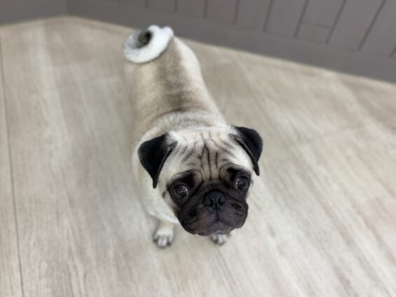 ヌーノクラブ 犬のペットホテル 東京 中野区 フリースペースでのびのび お預かり中 パグのぼっちゃん
