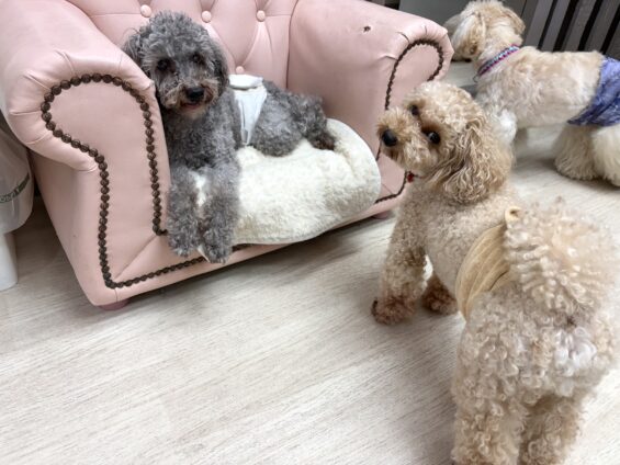ヌーノクラブ 犬のペットホテル 東京 中野区 フリースペースでのびのび お預かり中 トイプードルのハル・和栗