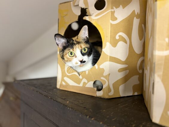 ヌーノクラブ 猫専用ペットホテル 都内 中野区 フリースペースでのびのび お預り中の猫ちゃん ミックスのむぎ