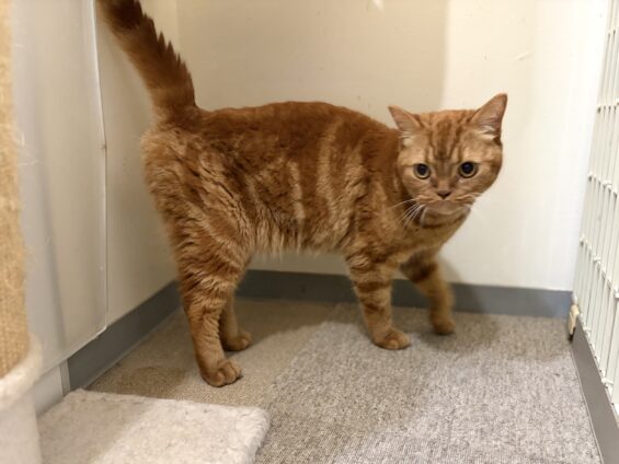 ヌーノクラブ　猫専用ペットホテル　都内　中野区　フリースペースでのびのび　お預り中の猫ちゃん　アメリカンショートヘアのハッピー