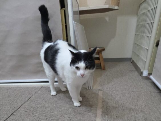 ヌーノクラブ 猫専用ペットホテル 都内 中野区 フリースペースでのびのび お預り中の猫ちゃん ミックスのごま