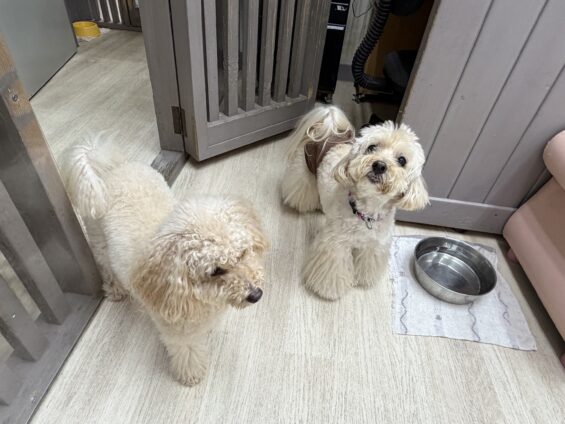 ヌーノクラブ 犬のペットホテル 東京 中野区 フリースペースでのびのび お預かり中 トイプードル×ペキニーズのクリ