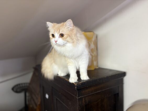 ヌーノクラブ 猫専用ペットホテル 都内 中野区 フリースペースでのびのび お預り中の猫ちゃん スコティッシュフォールドのリアム