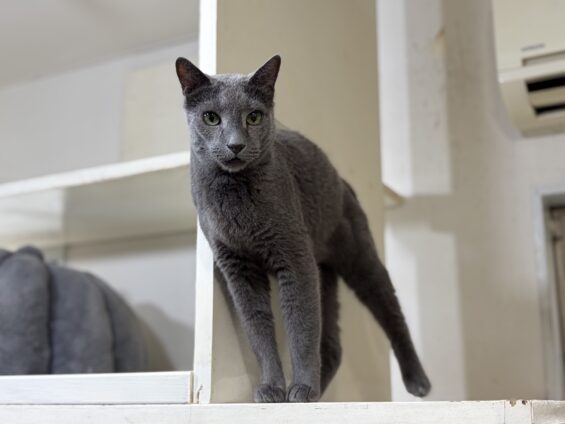 ヌーノクラブ 猫専用ペットホテル 都内 中野区 フリースペースでのびのび お預り中の猫ちゃん ロシアンブルーのアレク