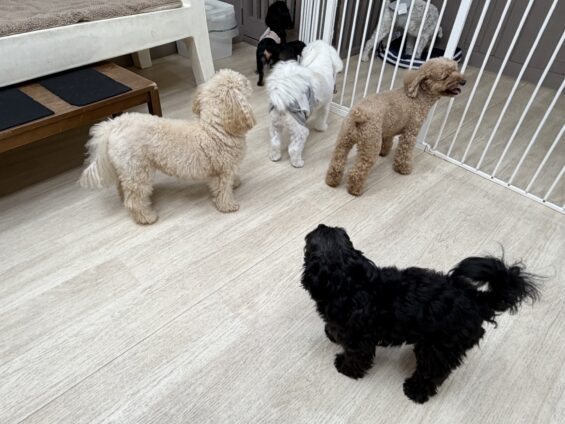 ヌーノクラブ 犬のペットホテル 東京 中野区 フリースペースでのびのび お預かり中 トイプードルのモコちゃん、チワプーのルン