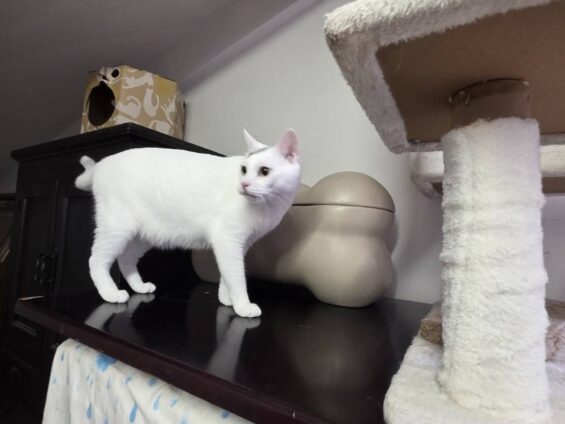 ヌーノクラブ 猫専用ペットホテル 都内 中野区 フリースペースでのびのび お預り中の猫ちゃん ミックスのしお
