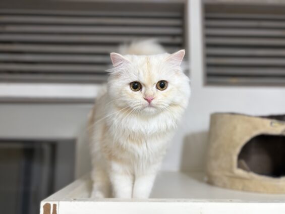 ヌーノクラブ 猫専用ペットホテル 都内 中野区 フリースペースでのびのび お預り中の猫ちゃん ラガマフィンのもふ