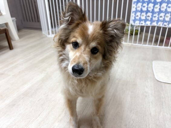 ヌーノクラブ 犬のペットホテル 東京 中野区 フリースペースでのびのび お預かり中 ミックスのナル