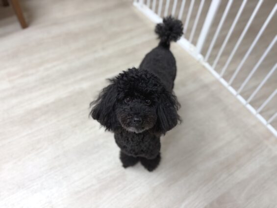 ヌーノクラブ 犬のペットホテル 東京 中野区 フリースペースでのびのび お預かり中 トイプードルのさくら
