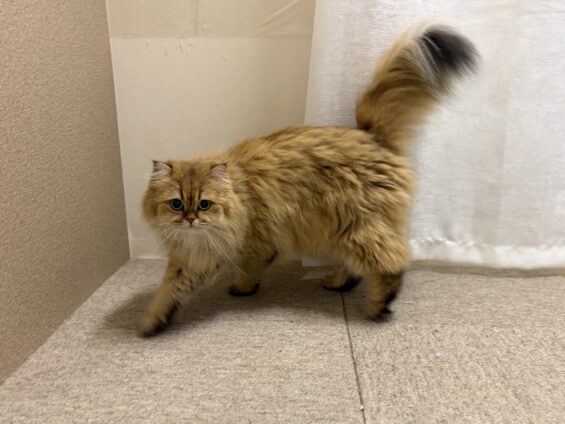 ヌーノクラブ　猫専用ペットホテル　都内　中野区　フリースペースでのびのび　お預り中の猫ちゃん　ブリティッシュロングヘアーのきなこ