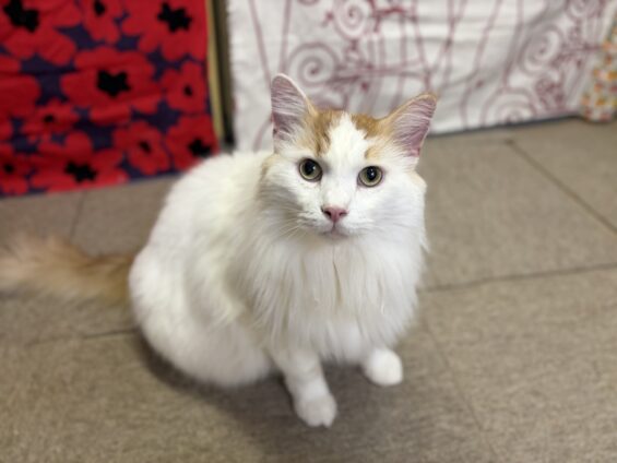 ヌーノクラブ 猫専用ペットホテル 都内 中野区 フリースペースでのびのび お預り中の猫ちゃん メインクーンのすさのお