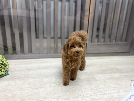ヌーノクラブ 犬のペットホテル 東京 中野区 フリースペースでのびのび お預かり中 マルプーのココ