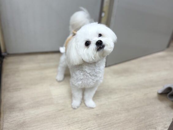 ヌーノクラブ 犬のペットホテル 東京 中野区 フリースペースでのびのび お預かり中 マルチーズ×チワワのしろたま
