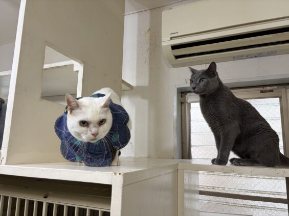 ヌーノクラブ 猫専用ペットホテル 都内 中野区 フリースペースでのびのび お預り中の猫ちゃん ロシアンブルーのアレク、ミックスの姫