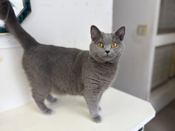 ヌーノクラブ 猫専用ペットホテル 都内 中野区 フリースペースでのびのび お預り中の猫ちゃん シャルトリューのあを