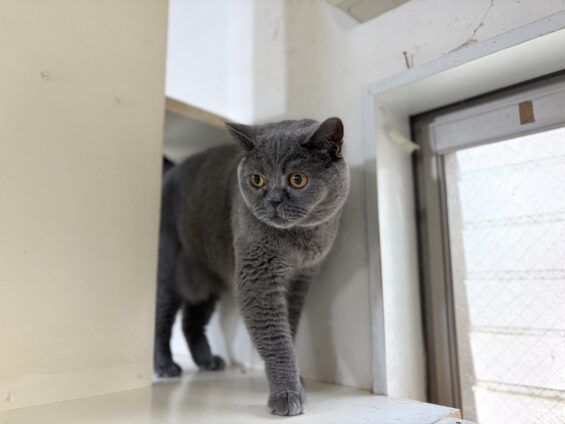 ヌーノクラブ 猫専用ペットホテル 都内 中野区 フリースペースでのびのび お預り中の猫ちゃん ブリティッシュショートヘアのプリン