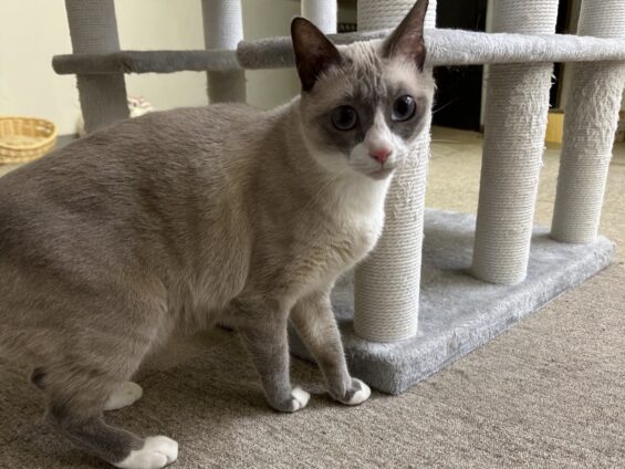 ヌーノクラブ 猫専用ペットホテル 都内 中野区 フリースペースでのびのび お預り中の猫ちゃん ミックスのほたて