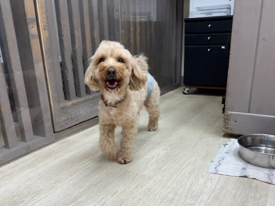 ヌーノクラブ 犬のペットホテル 東京 中野区 フリースペースでのびのび お預かり中 マルプーのタロウ