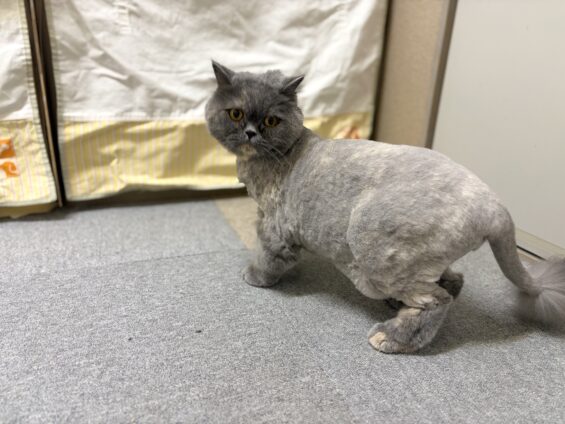 ヌーノクラブ　猫専用ペットホテル　都内　中野区　フリースペースでのびのび　お預り中の猫ちゃん　ブリティッシュロングヘアーのブリ子