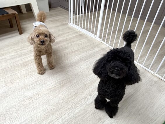 ヌーノクラブ 犬のペットホテル 東京 中野区 フリースペースでのびのび お預かり中 トイプードルのさくら
