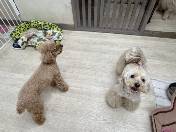 ヌーノクラブ 犬のペットホテル 東京 中野区 フリースペースでのびのび お預かり中 トイプードル×ペキニーズのクリ