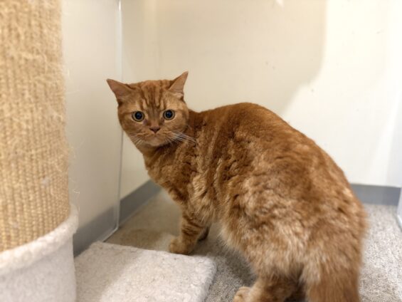 ヌーノクラブ　猫専用ペットホテル　都内　中野区　フリースペースでのびのび　お預り中の猫ちゃん　アメリカンショートヘアのハッピー