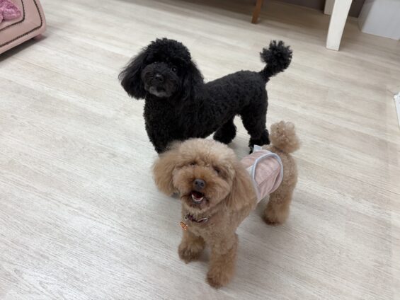ヌーノクラブ 犬のペットホテル 東京 中野区 フリースペースでのびのび お預かり中 トイプードルのモカ