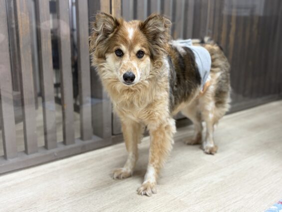 ヌーノクラブ 犬のペットホテル 東京 中野区 フリースペースでのびのび お預かり中 ミックスのナル