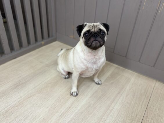ヌーノクラブ 犬のペットホテル 東京 中野区 フリースペースでのびのび お預かり中 パグのぼっちゃん