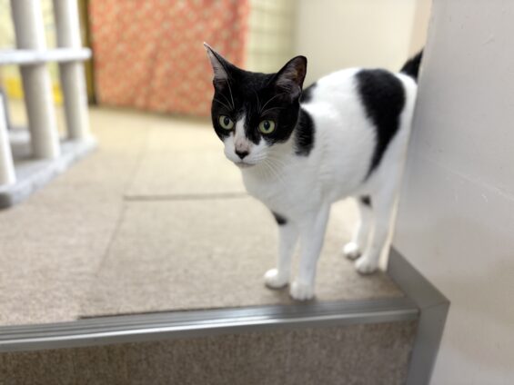 ヌーノクラブ　猫専用ペットホテル　都内　中野区　フリースペースでのびのび　お預り中の猫ちゃん　ミックスのナラ