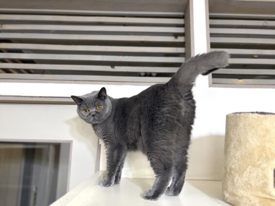 ヌーノクラブ 猫専用ペットホテル 都内 中野区 フリースペースでのびのび お預り中の猫ちゃん ブリティッシュショートヘアのプリン