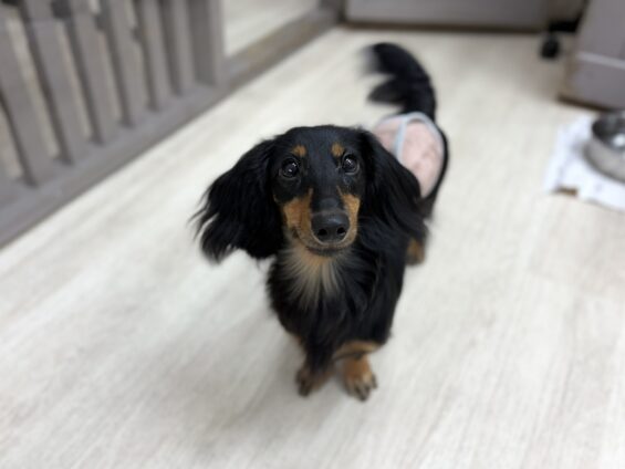 ヌーノクラブ 犬のペットホテル 東京 中野区 フリースペースでのびのび お預かり中 ミニチュアダックスのアロ