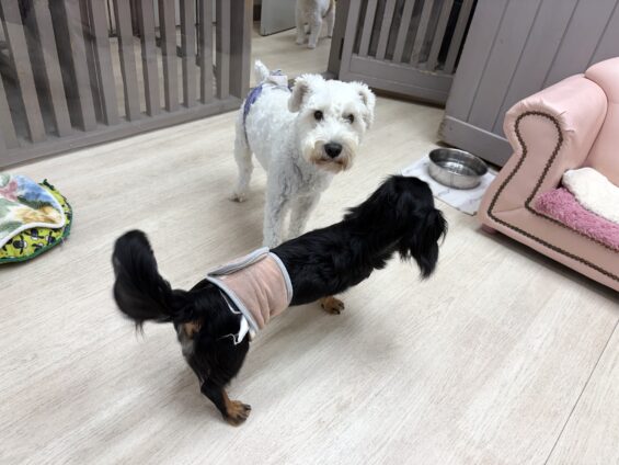 ヌーノクラブ 犬のペットホテル 東京 中野区 フリースペースでのびのび お預かり中 ミニチュアシュナウザーのチャック