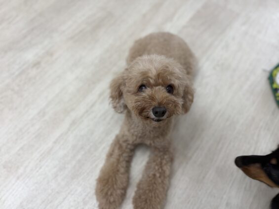 ヌーノクラブ 犬のペットホテル 東京 中野区 フリースペースでのびのび お預かり中 トイプードルのアニー