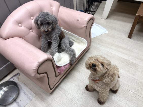 ヌーノクラブ 犬のペットホテル 東京 中野区 フリースペースでのびのび お預かり中 トイプードルのハル・和栗