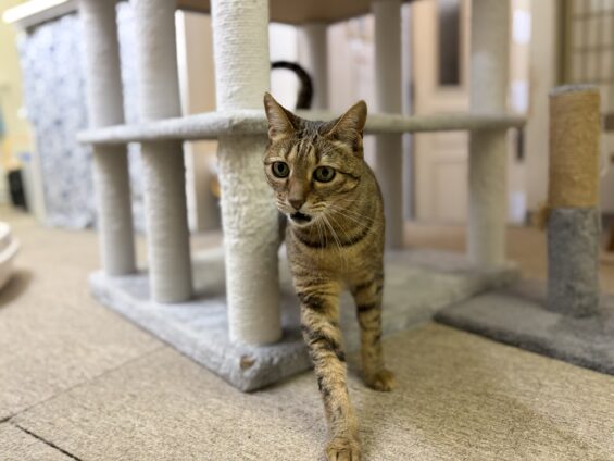 ヌーノクラブ 猫専用ペットホテル 都内 中野区 フリースペースでのびのび お預り中の猫ちゃん ベンガルのモン