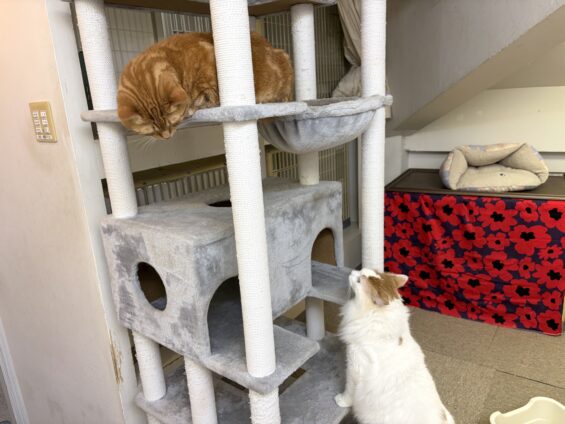 ヌーノクラブ　猫専用ペットホテル　都内　中野区　フリースペースでのびのび　お預り中の猫ちゃん　マンチカンのマータン