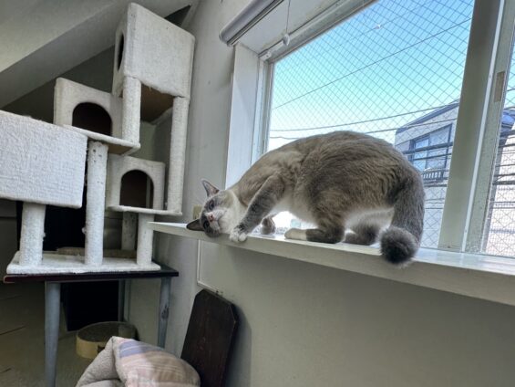 ヌーノクラブ 猫専用ペットホテル 都内 中野区 フリースペースでのびのび お預り中の猫ちゃん ミックスのほたて