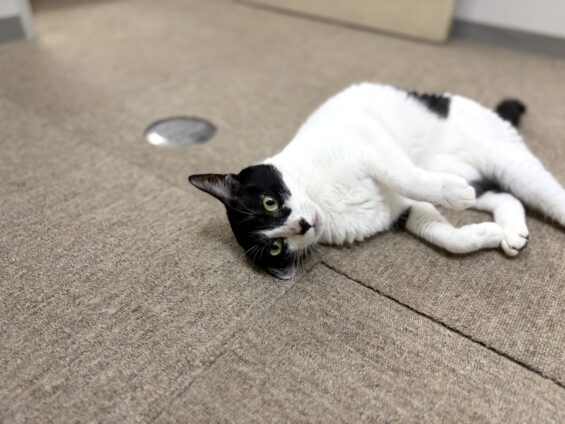 ヌーノクラブ　猫専用ペットホテル　都内　中野区　フリースペースでのびのび　お預り中の猫ちゃん　ミックスのナラ