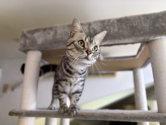 ヌーノクラブ　猫専用ペットホテル　都内　中野区　フリースペースでのびのび　お預り中の猫ちゃん　アメリカンショートヘアのソルト