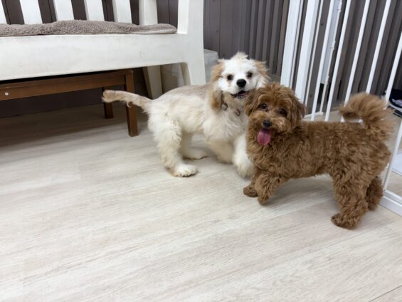 ヌーノクラブ 犬のペットホテル 東京 中野区 フリースペースでのびのび お預かり中 マルプーのココ